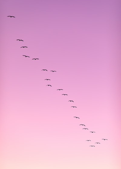 成群的鸟在飞翔